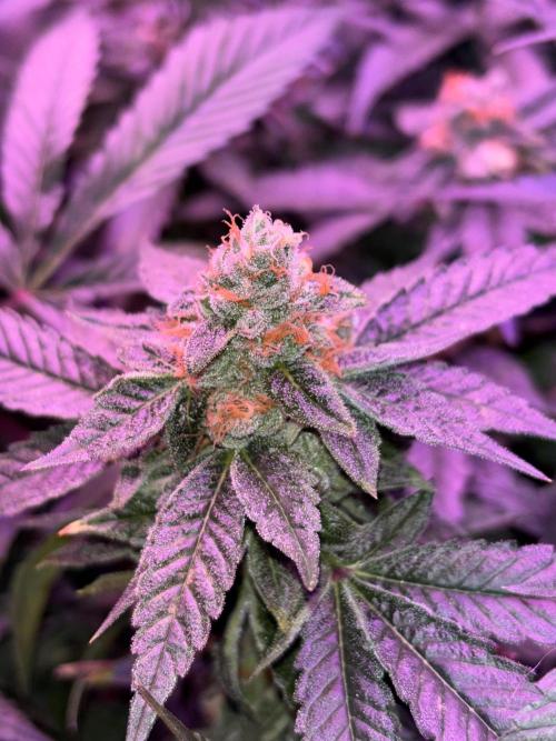 Cherry tini, UK. Week 6