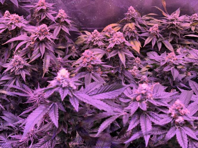 Cherry tini, UK. Week 6