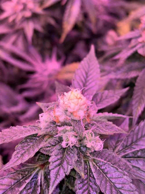 Cherry tini, UK. Week 6