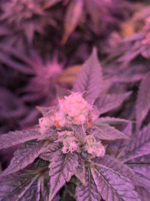 Cherry tini, UK. Week 6