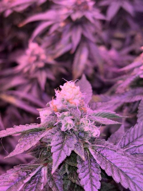 Cherry tini, UK. Week 6