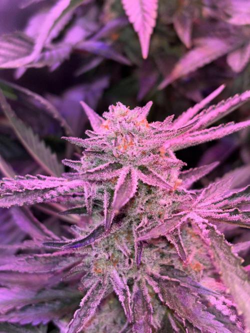 Cherry tini, UK. Week 6