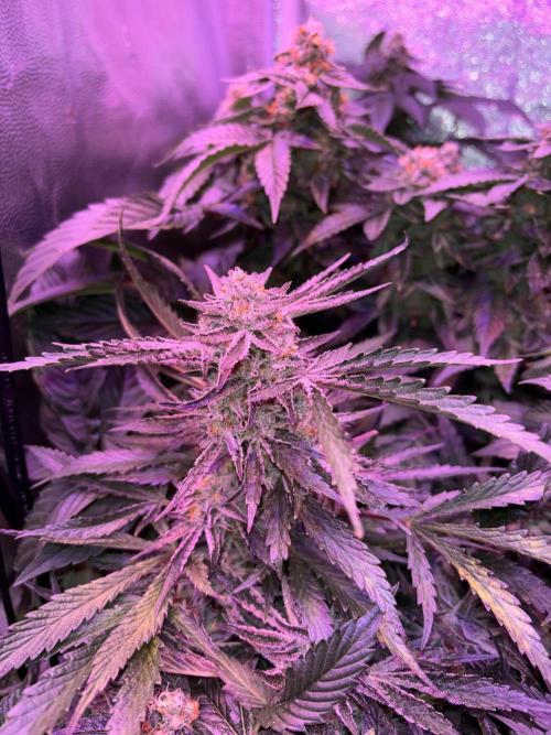 Cherry tini, UK. Week 6