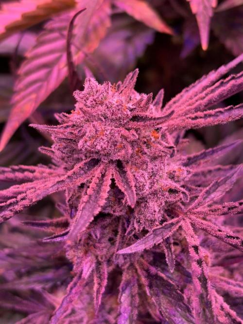 Cherry tini, UK. Week 7