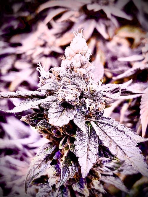 Cherry tini, UK. Week 7