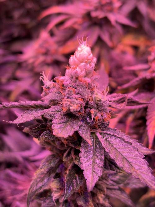 Cherry tini, UK. Week 7