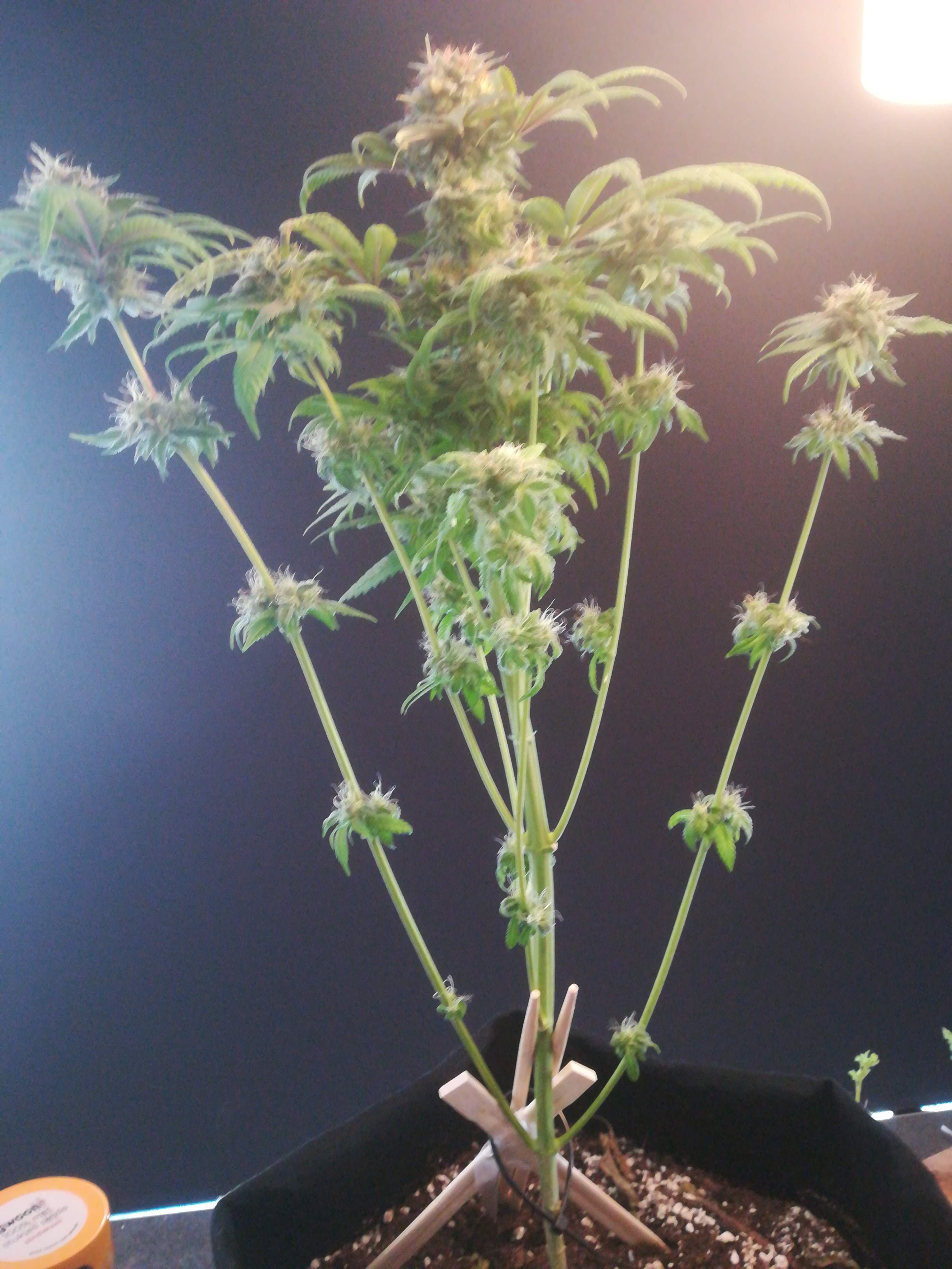 Girl Scout Cookies grow diary (journal) week12 by DodgyOG GrowDiaries