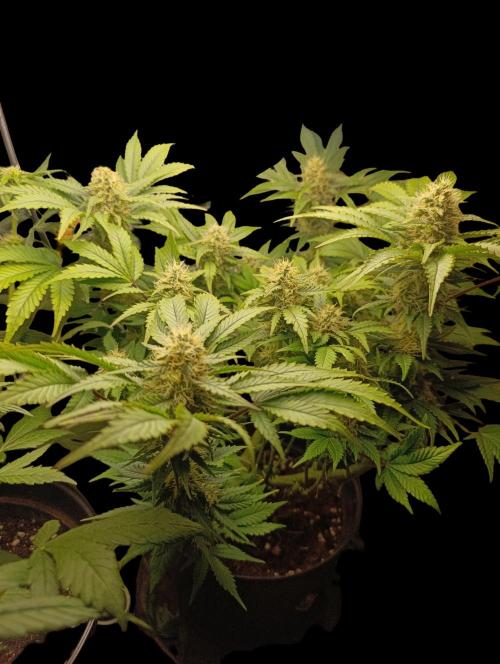 Indigo Sapphire. Week 7