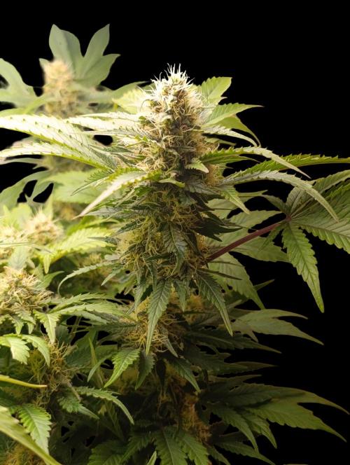 Indigo Sapphire. Week 7