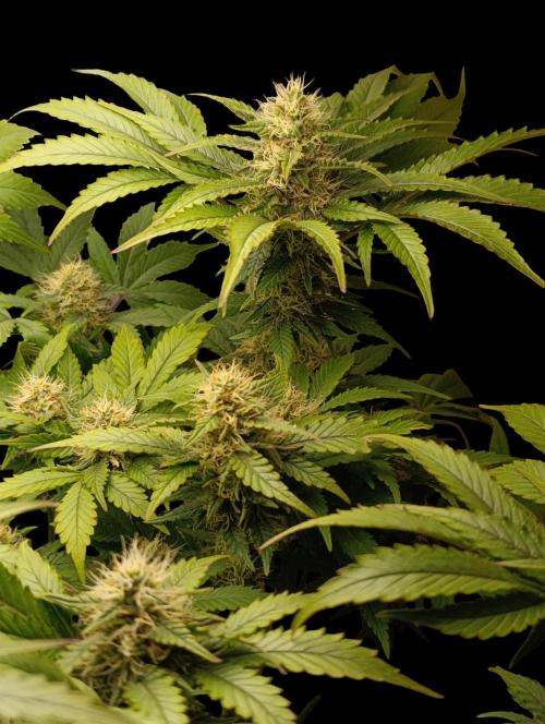 Indigo Sapphire. Week 7