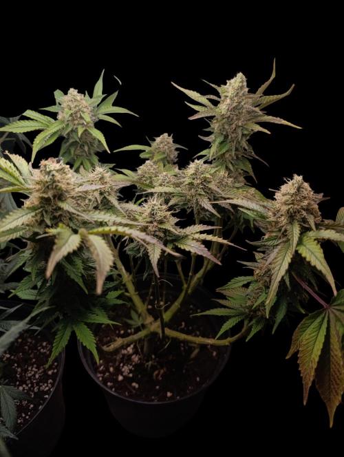 Indigo Sapphire. Week 8