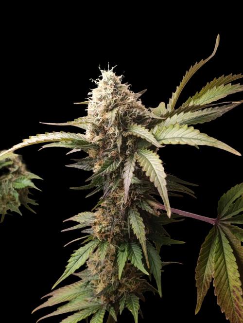 Indigo Sapphire. Week 8