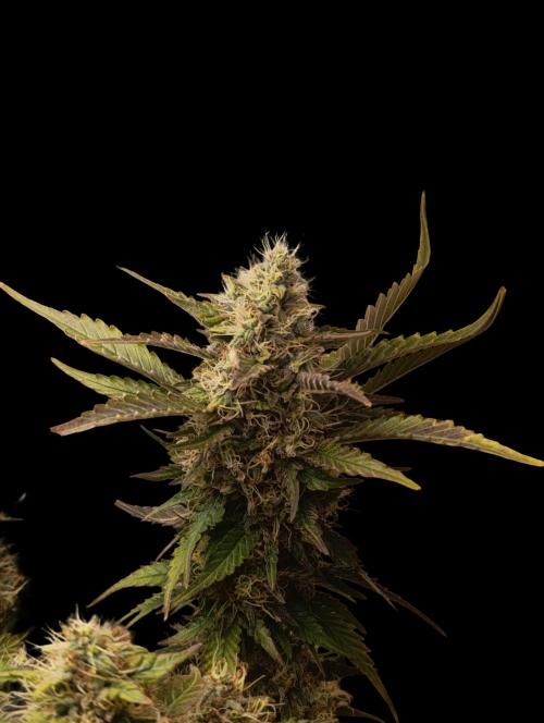 Indigo Sapphire. Week 8