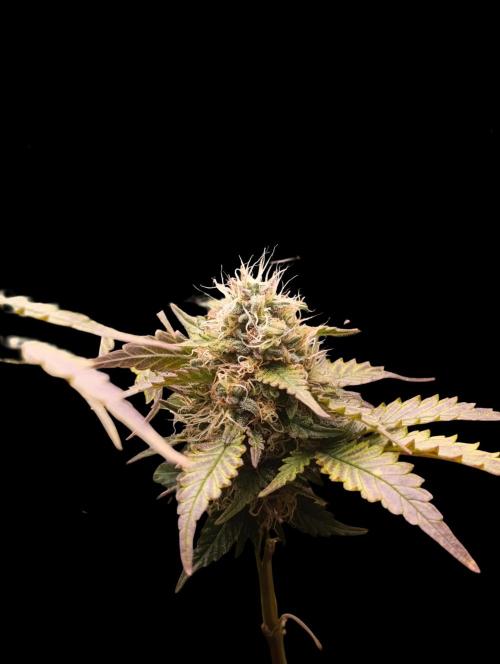 Indigo Sapphire. Week 8