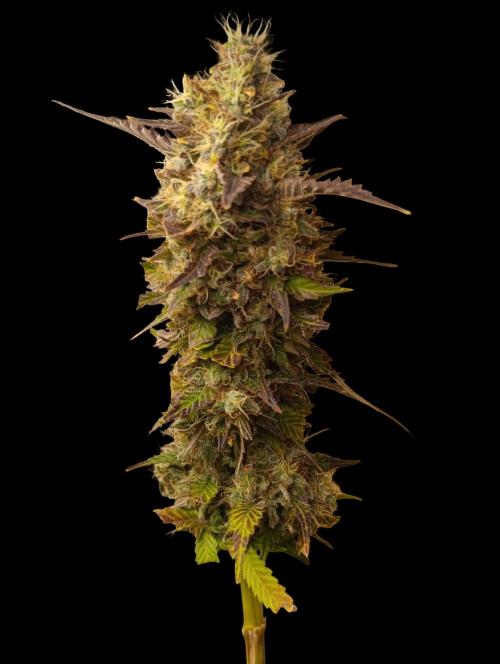 Indigo Sapphire. Week 9