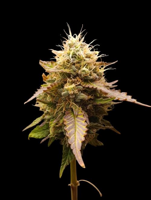 Indigo Sapphire. Week 9