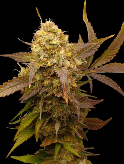 Indigo Sapphire. Week 9