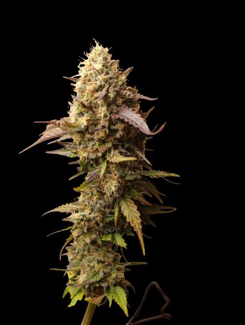 Indigo Sapphire. Week 9