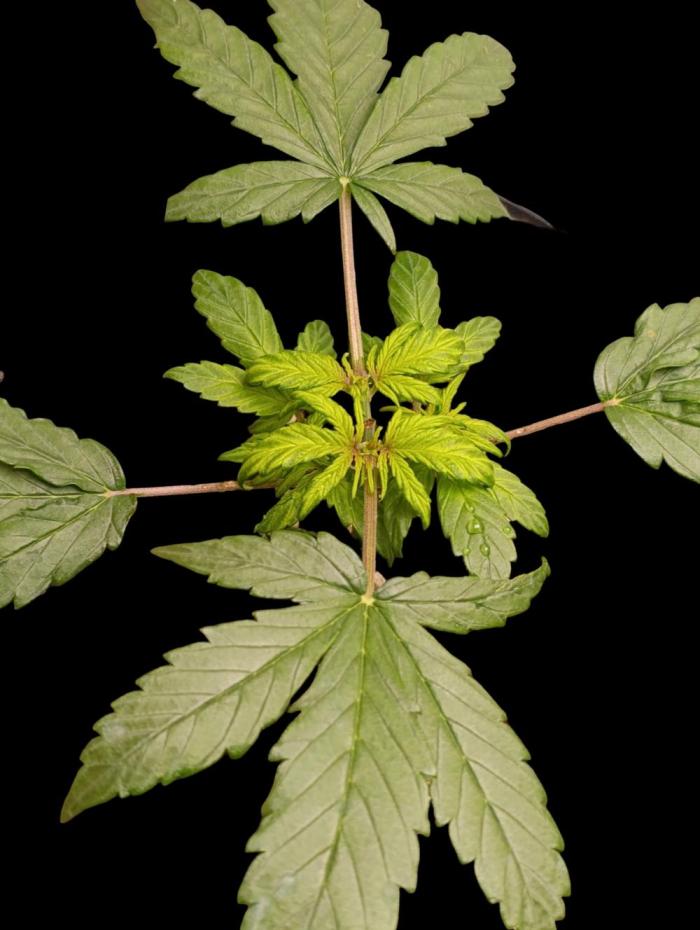 Gorilla Cookiea Auto. Week 3