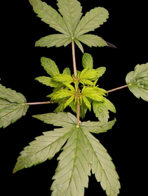 Gorilla Cookiea Auto. Week 3 - 22/01