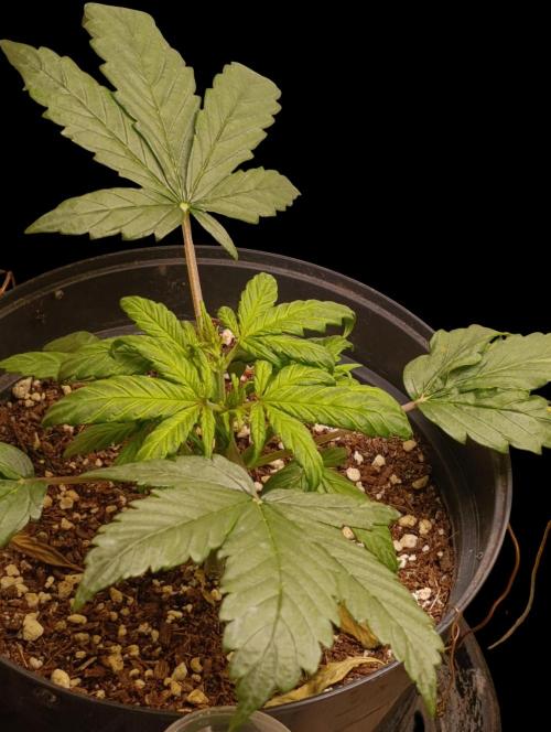 Gorilla Cookiea Auto. Week 3 - 24/01