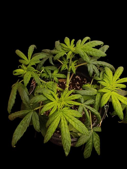 Gorilla Cookiea Auto. Week 4