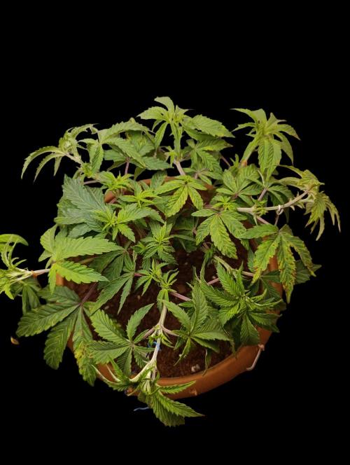 Purple Haze. Week 10