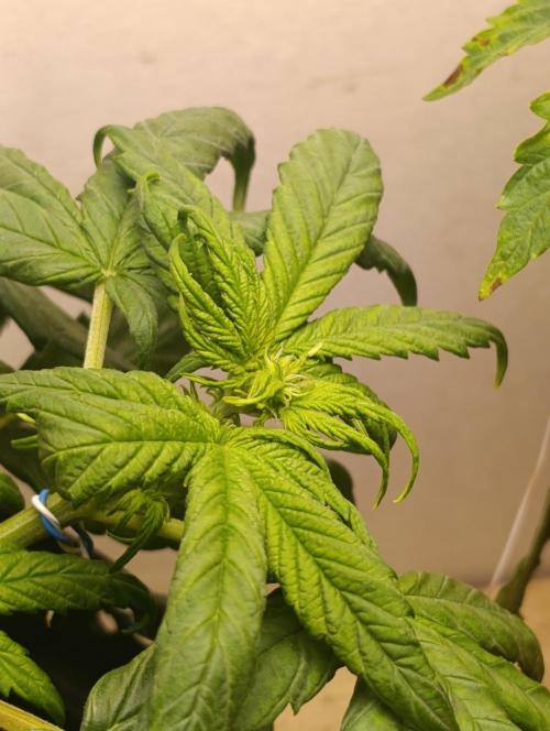 Gorilla Cookiea Auto. Week 4