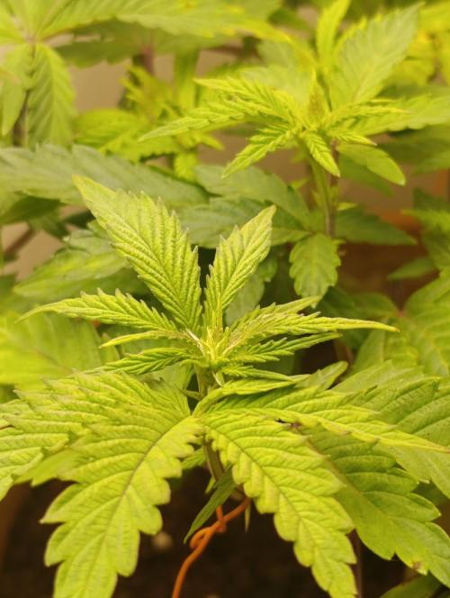 Purple Haze. Week 10 - 01/02