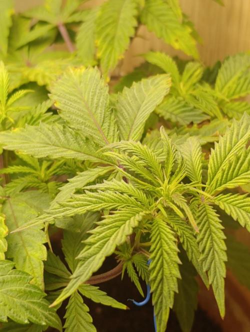 Purple Haze. Week 10