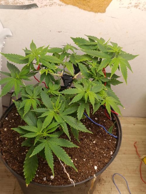 Grand Daddy  Purpple. Week 2
