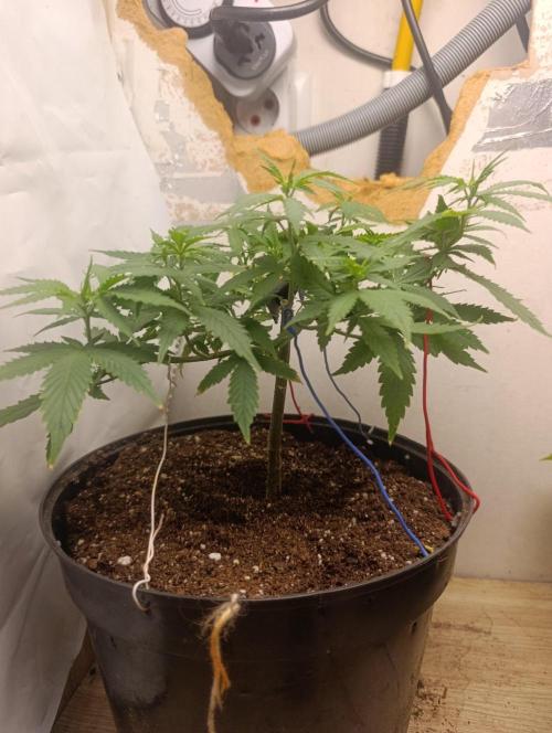 Grand Daddy  Purpple. Week 3