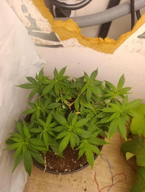 Grand Daddy  Purpple. Week 3