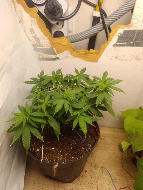 Grand Daddy Purple. Week 3