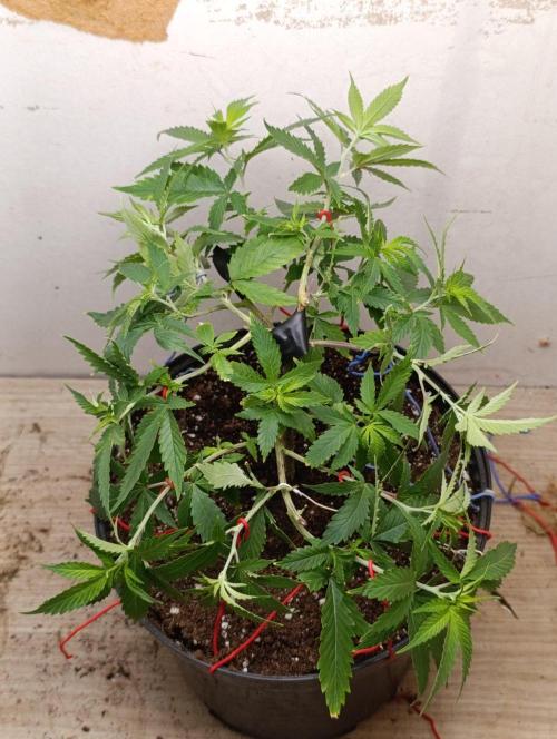 Grand Daddy  Purpple. Week 3