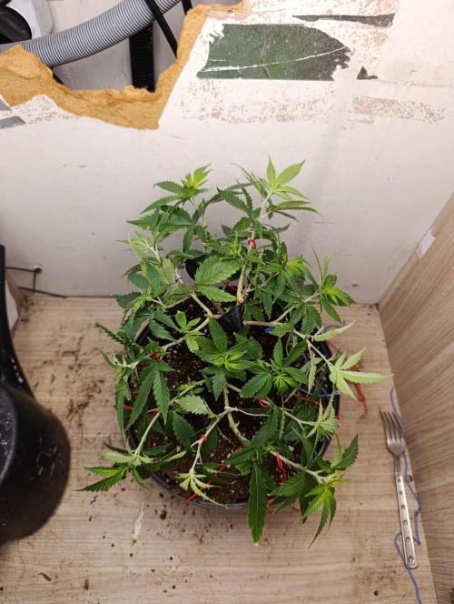 Grand Daddy  Purpple. Week 3