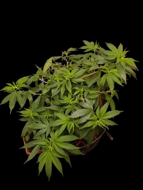 Grand Daddy  Purpple. Week 4