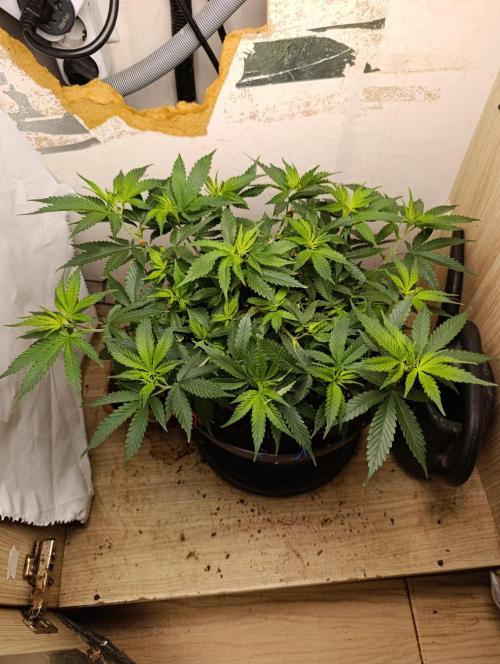 Grand Daddy Purple. Week 4