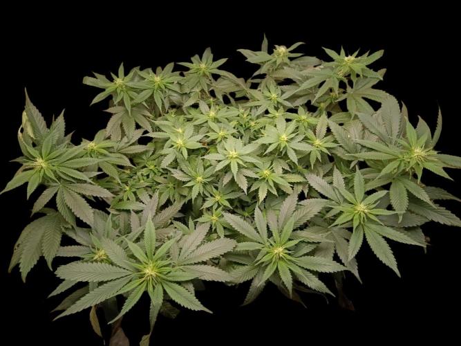 Grand Daddy  Purpple. Week 7