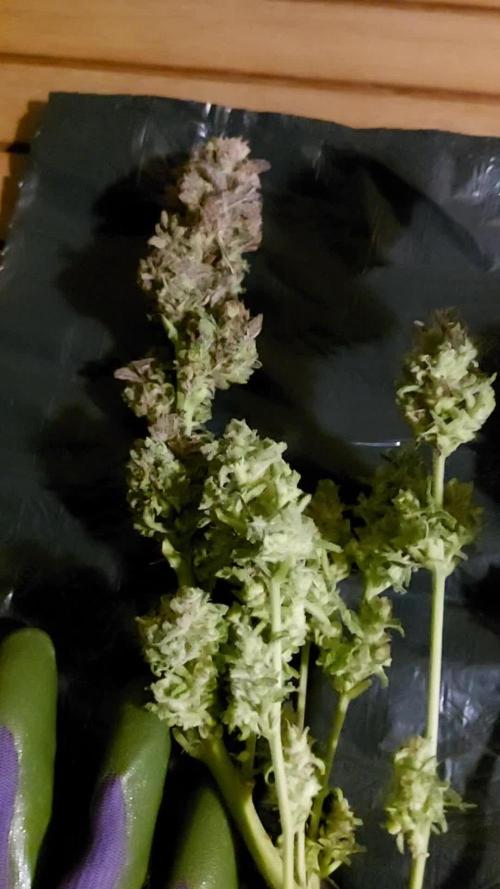 Tropicana Cookies FF - Mars Hydro FC3000