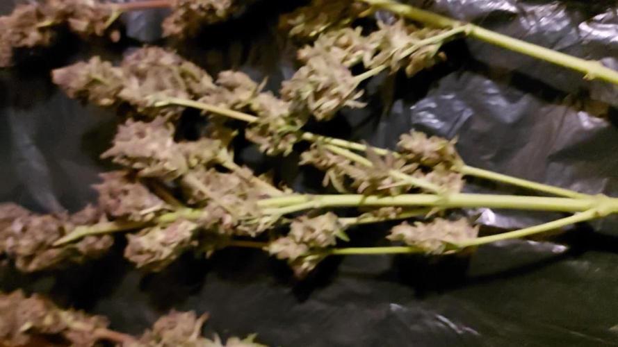 Gorilla Cookies FF - Mars Hydro FC 3000