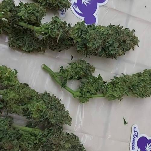 FBC AnesiaS TEST - Mars Hydro FC 3000