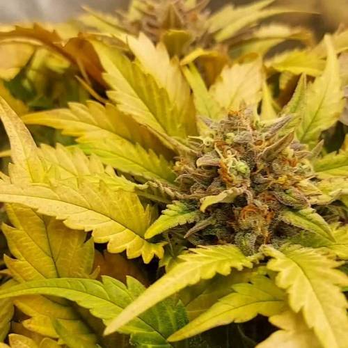 Deep J AnesiaS TEST - Mars Hydro FC 3000