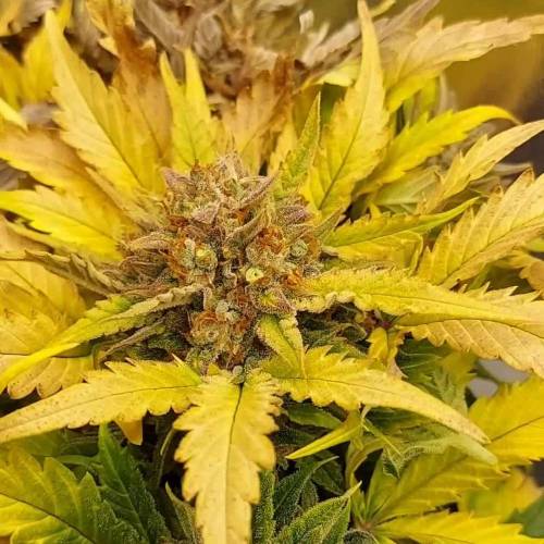 Deep J AnesiaS TEST - Mars Hydro FC 3000