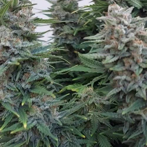 FBC AnesiaS TEST - Mars Hydro FC 3000