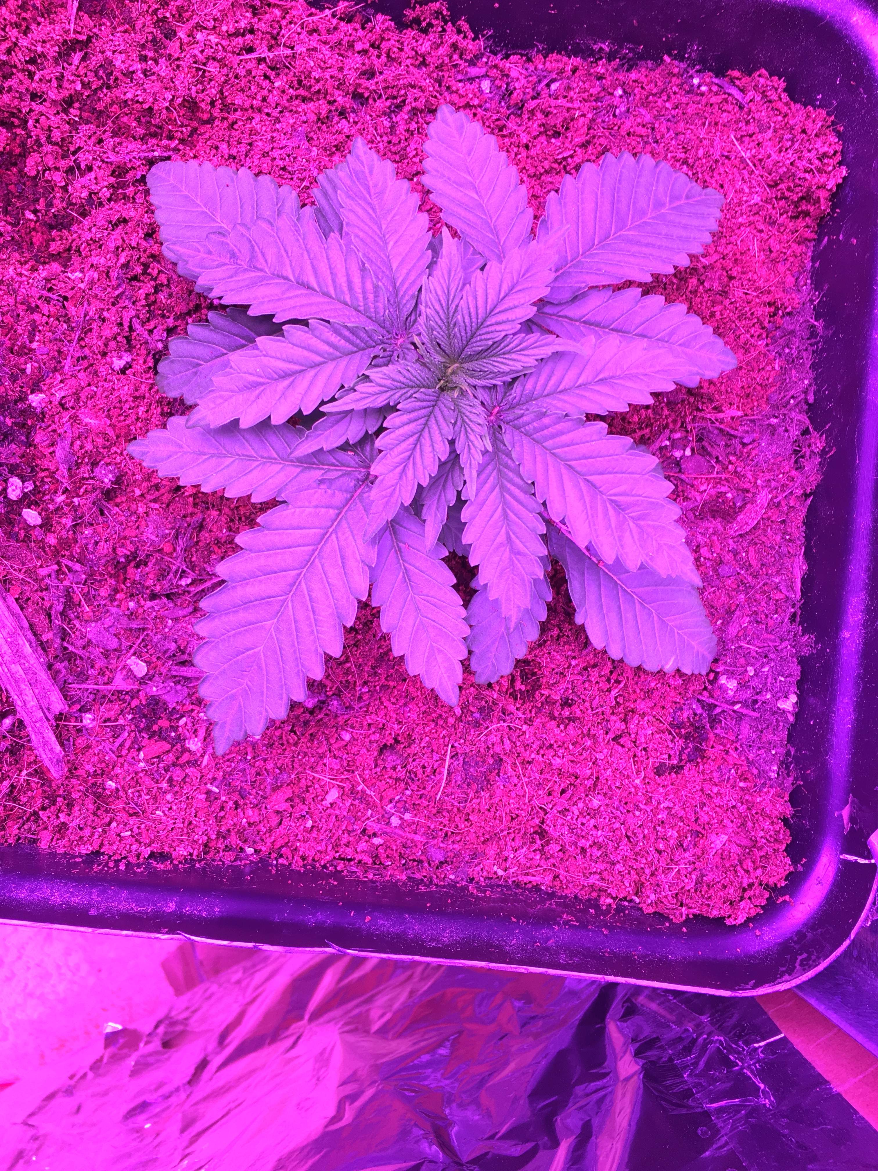 Royal Queen Seeds Northern Light grow diary (journal) week3 by