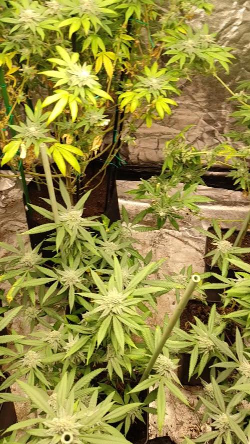 Green Papaya clones