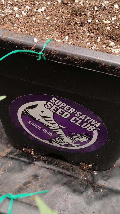 Fast Version B - SSSC