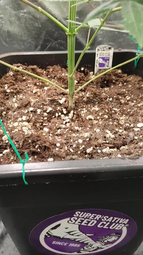 Fast Version A - SSSC