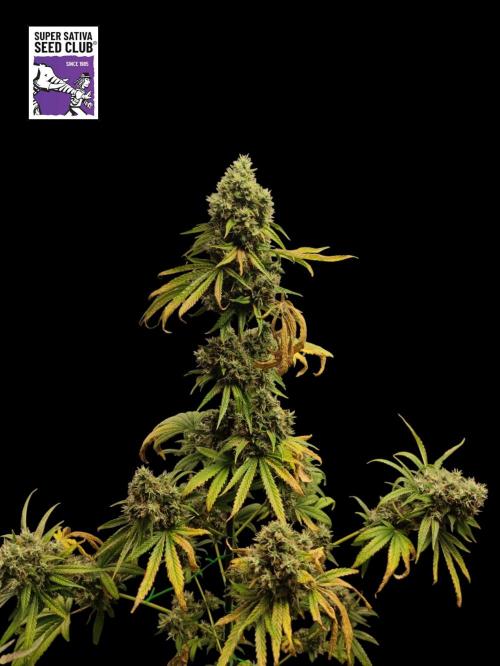 Johnny's Fruity One. Week 18